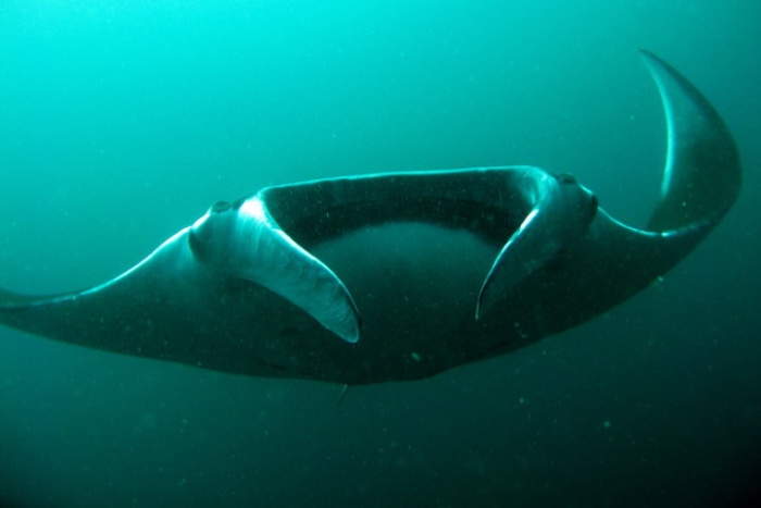 Manta