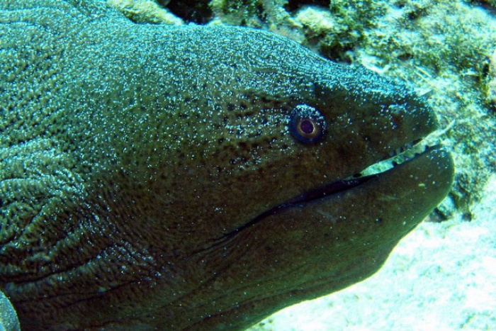 Giant moray Racha Noi
