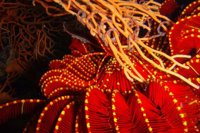 Feather star, Koh Doc Mai JPG s