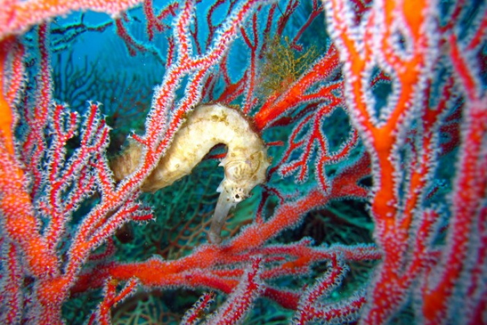 SP Seahorse