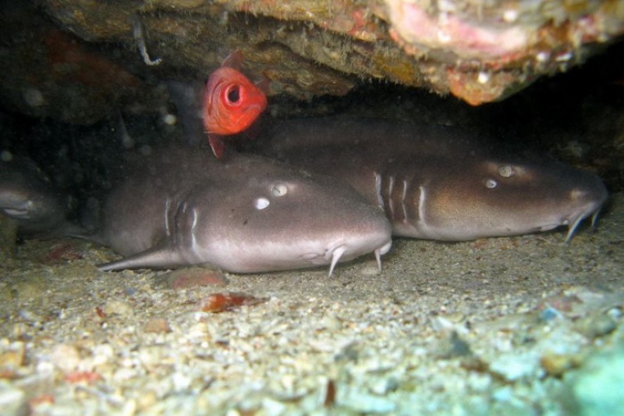 Bamboo Sharks KDM
