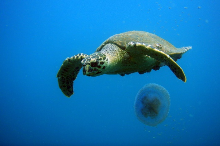 Dessert, Shark Point