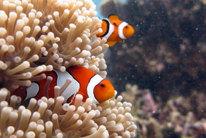 Clownfish SP