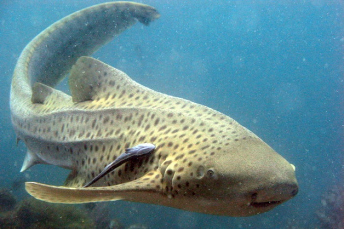 Shark Point Leopard