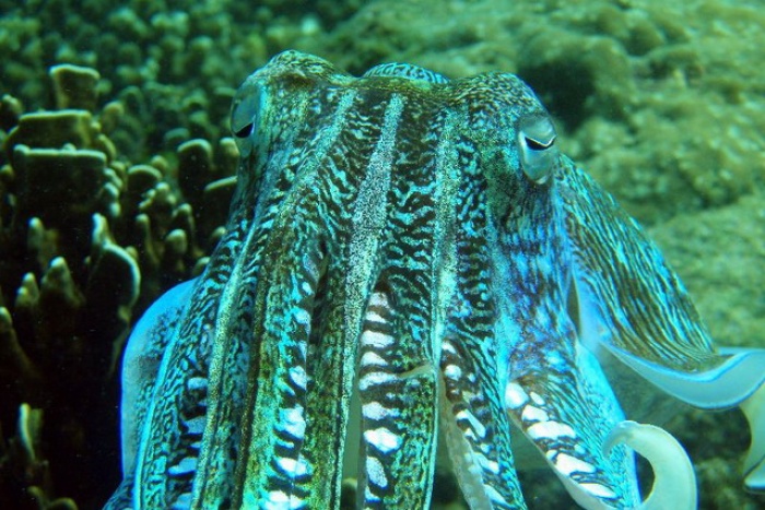 Sandokan, Racha Yai JPG s