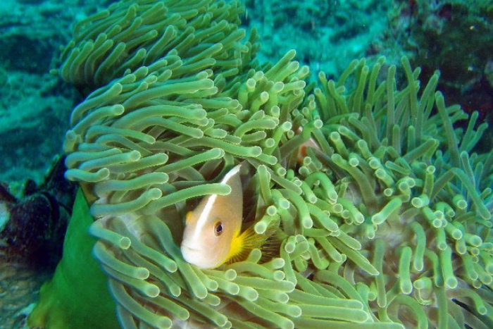 Anemonefish ,Racha Yai JPG s