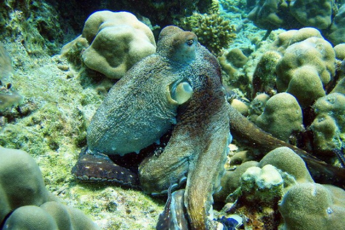 Octopus, Racha yai JPG s